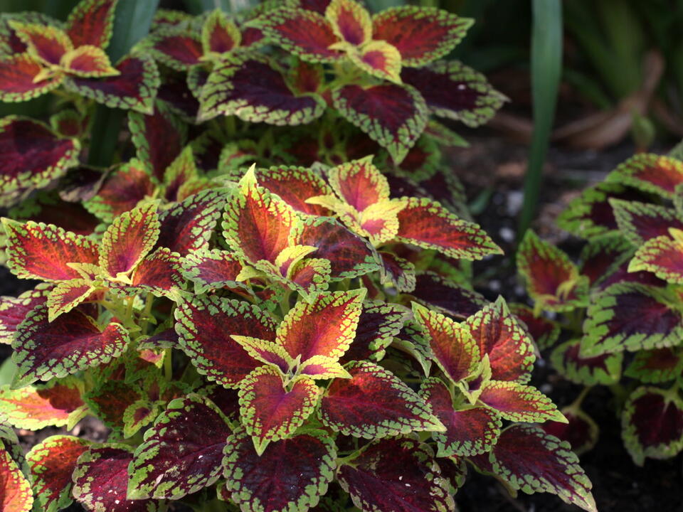 How to cut back coleus for winter to benefit plants growing indoors