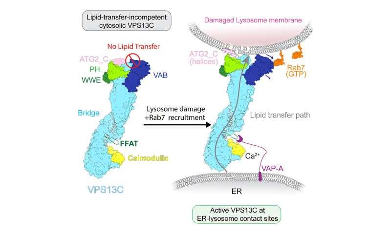 Structural studies reveal how lipid-transport proteins may influence neurodegenerative disease
