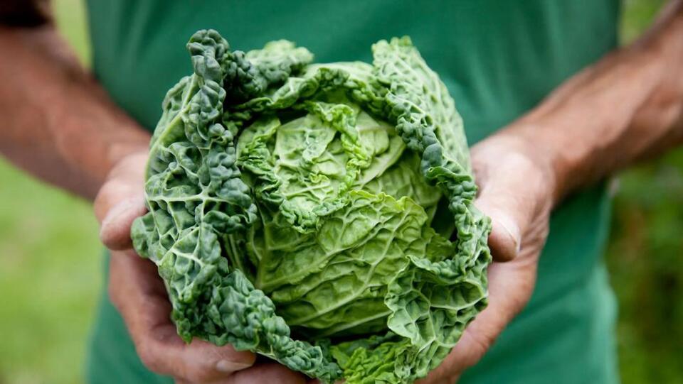 Why Cabbage Hurts Your Stomach & How to Fix It - NewsBreak
