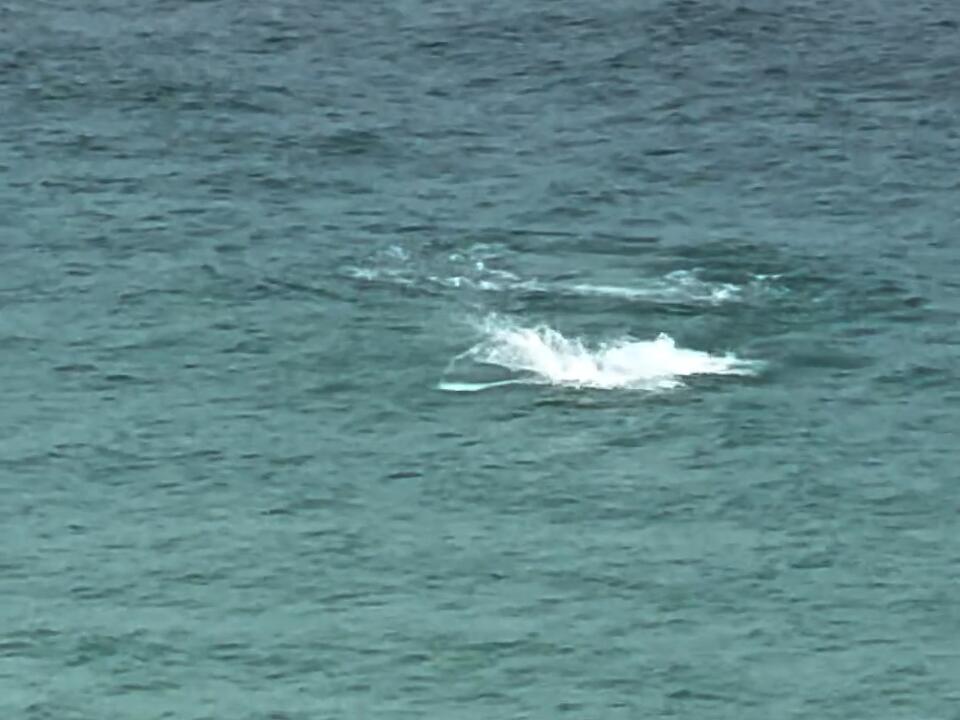 There is no escaping a shark attack! Shark SharkAttack Florida Summer Fight Scary 