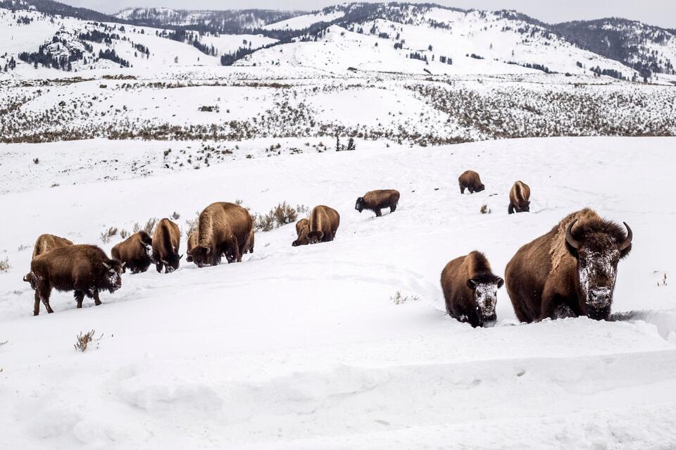 Idaho to address Yellowstone ‘Zone of Death’ – where people can commit ...