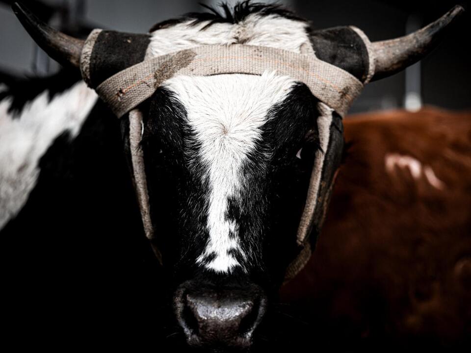 Three Picks 2024 NFR Team Roping Round 8 Steer Report