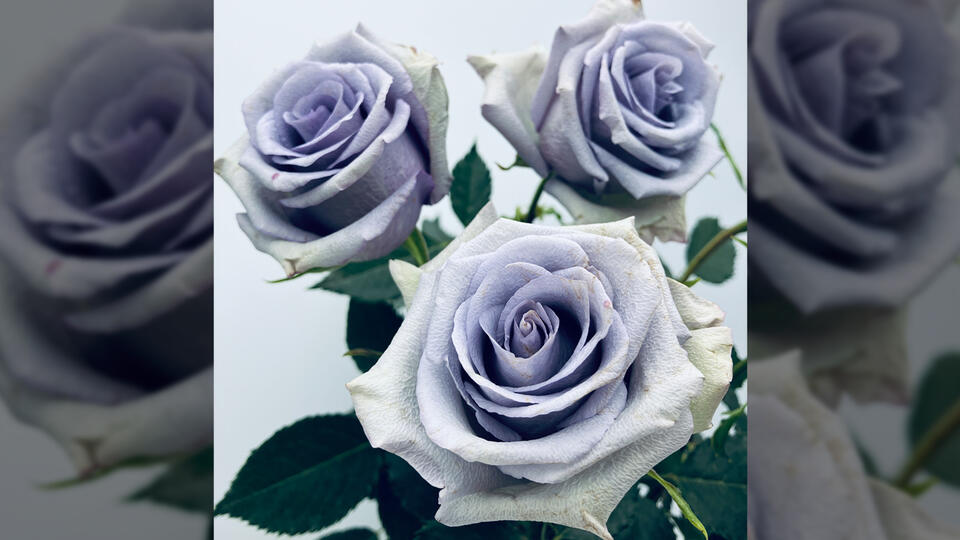 Finally, a true blue rose exists - NewsBreak