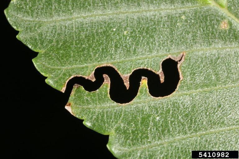 This Exotic Insect Invading New York Trees! Have You Seen It? - NewsBreak