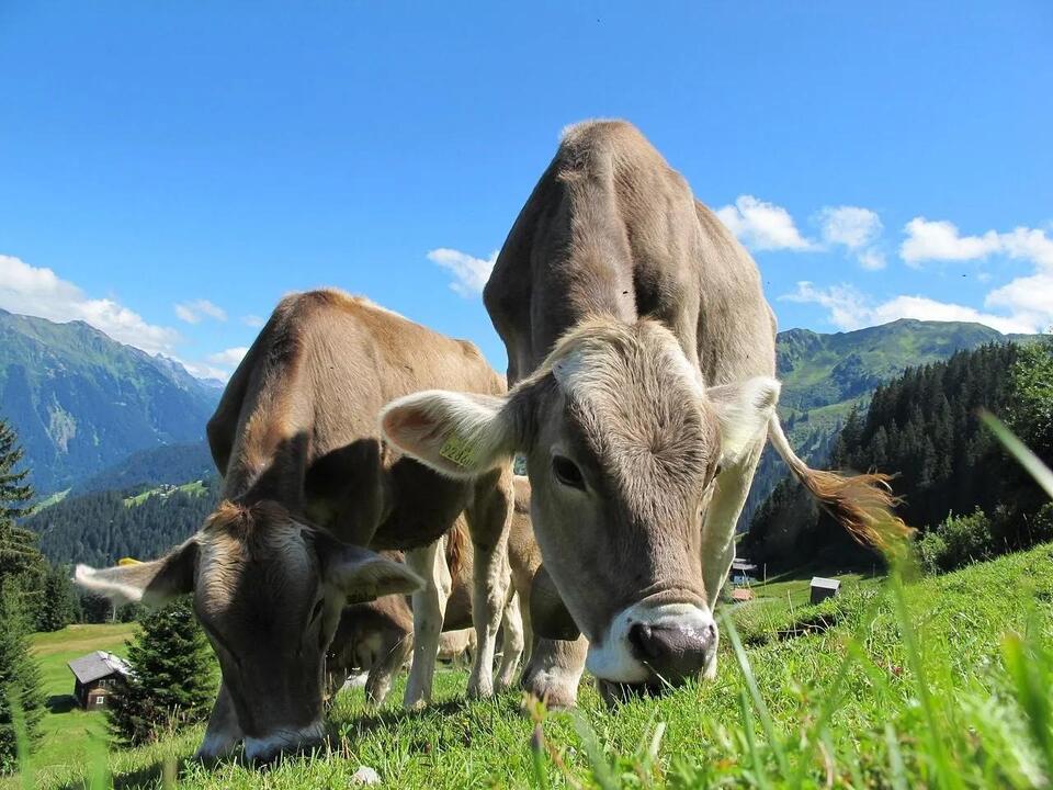 Brucellosis Laws in Virginia: What Cattle and Bison Owners Need to Know