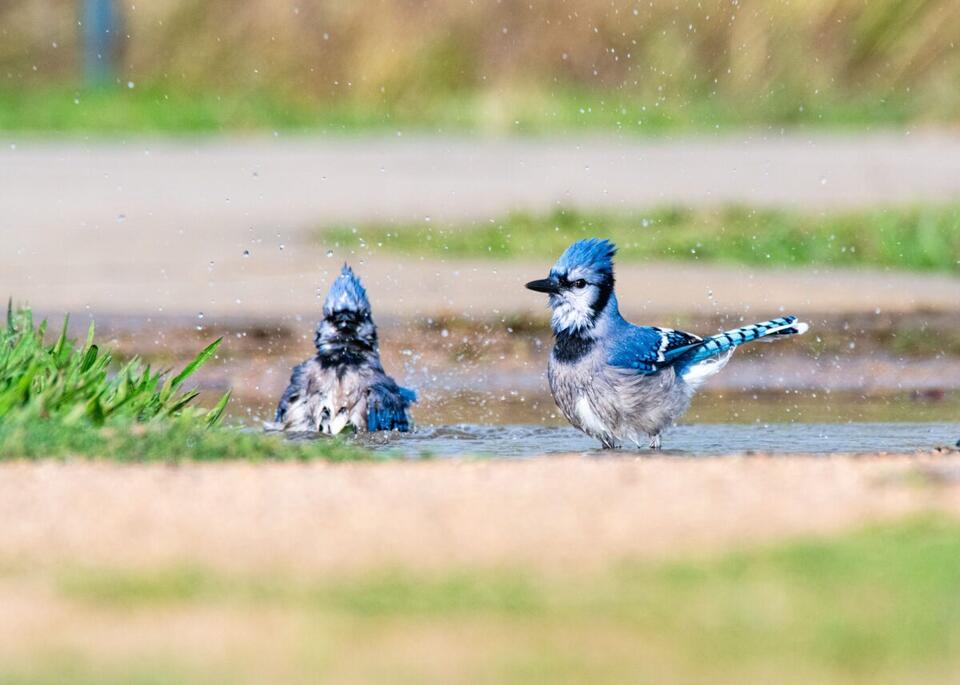 What It Means When Blue Jays Won’t Stop Making Alarm Calls - NewsBreak