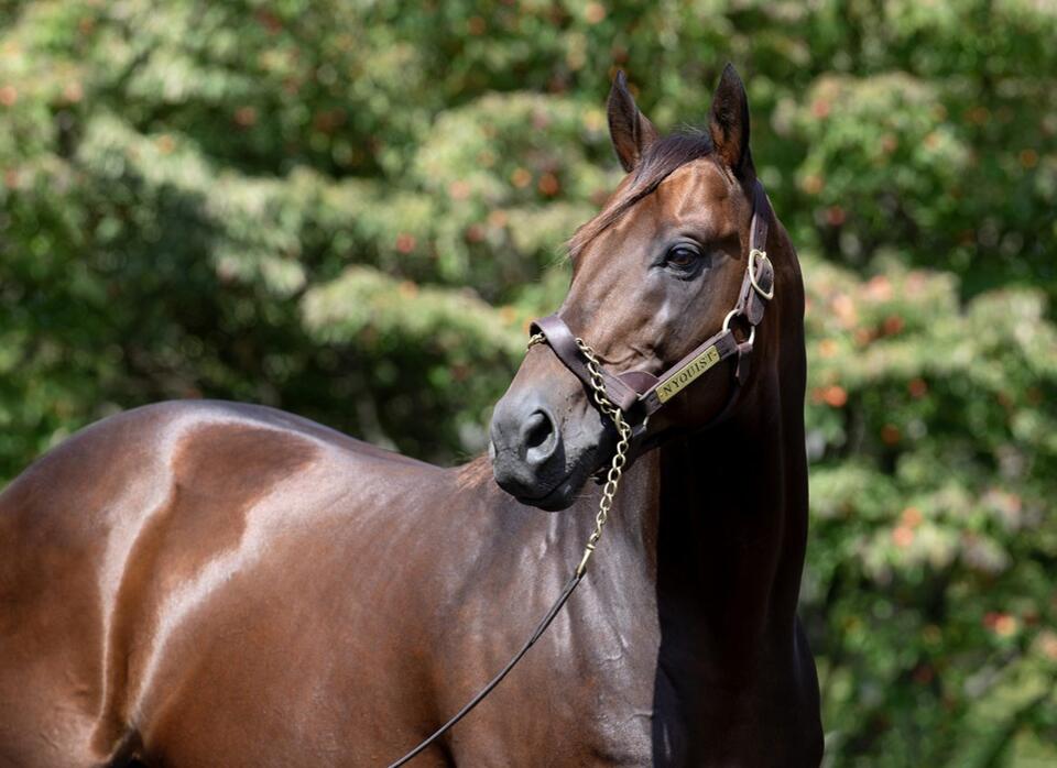 Nyquist Stud Fee to $225k, Leads Darley America Roster in 2027 - NewsBreak