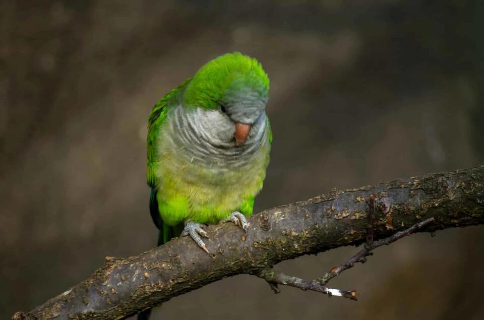 Top 5 Places to Spot America’s Wild Parrots - NewsBreak