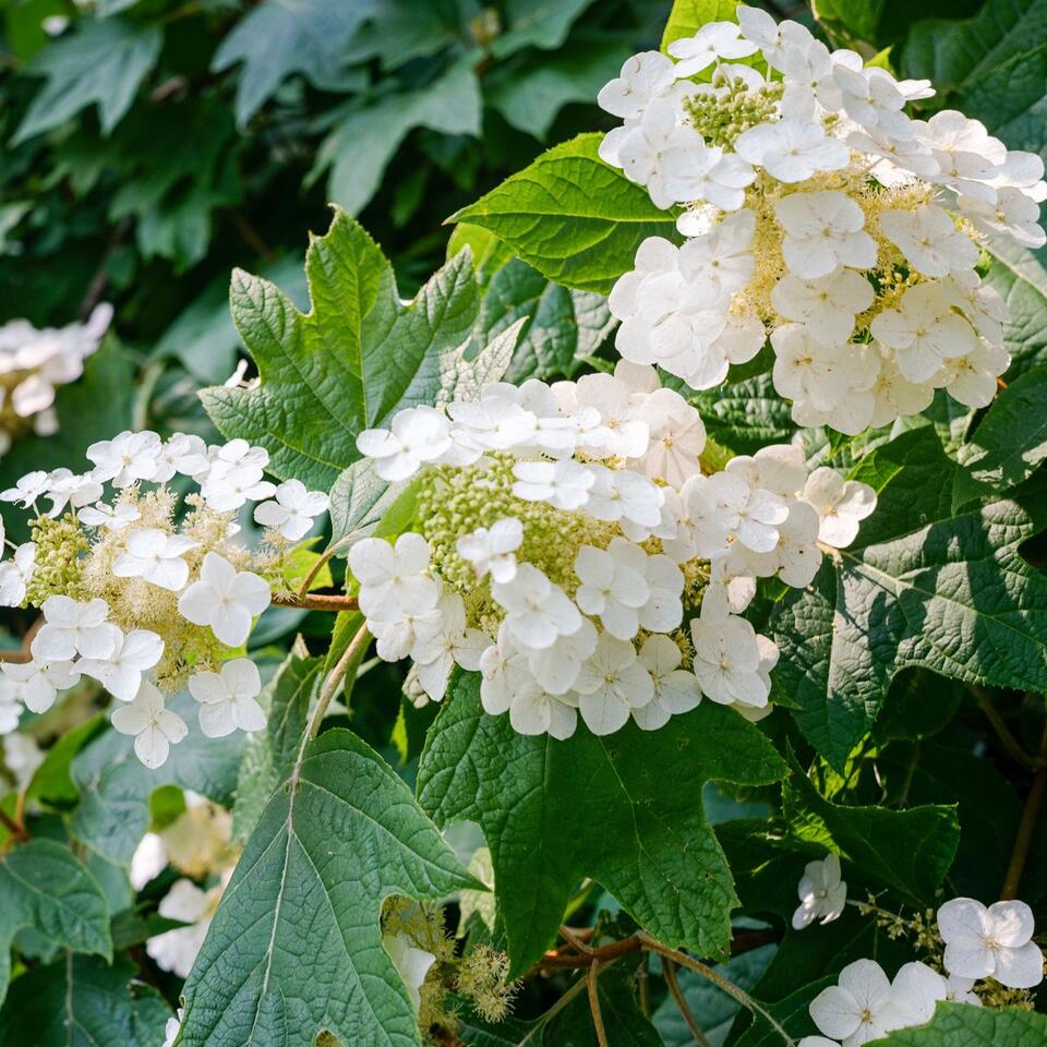 These Gorgeous Shrubs Make Your Garden Look Expensive – But They're Surprisingly Easy to Grow