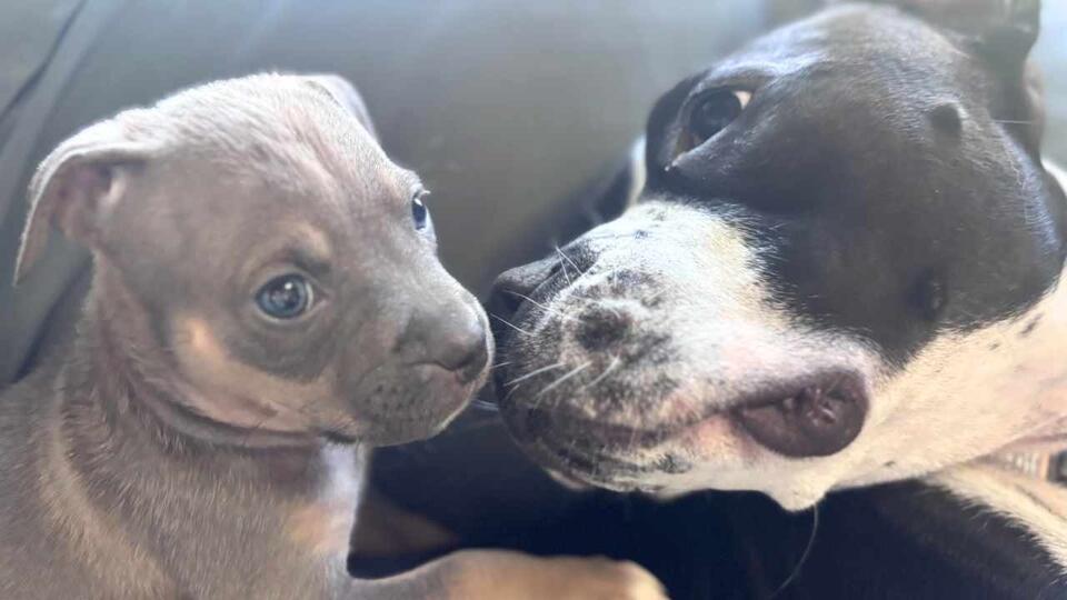 Meet Rascal Rascals: The Tiny 4.8 lb Puppy Looking For Love - NewsBreak