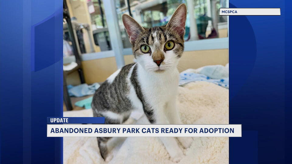Woman faces charges for abandoning cats in the rain in Asbury Park ...