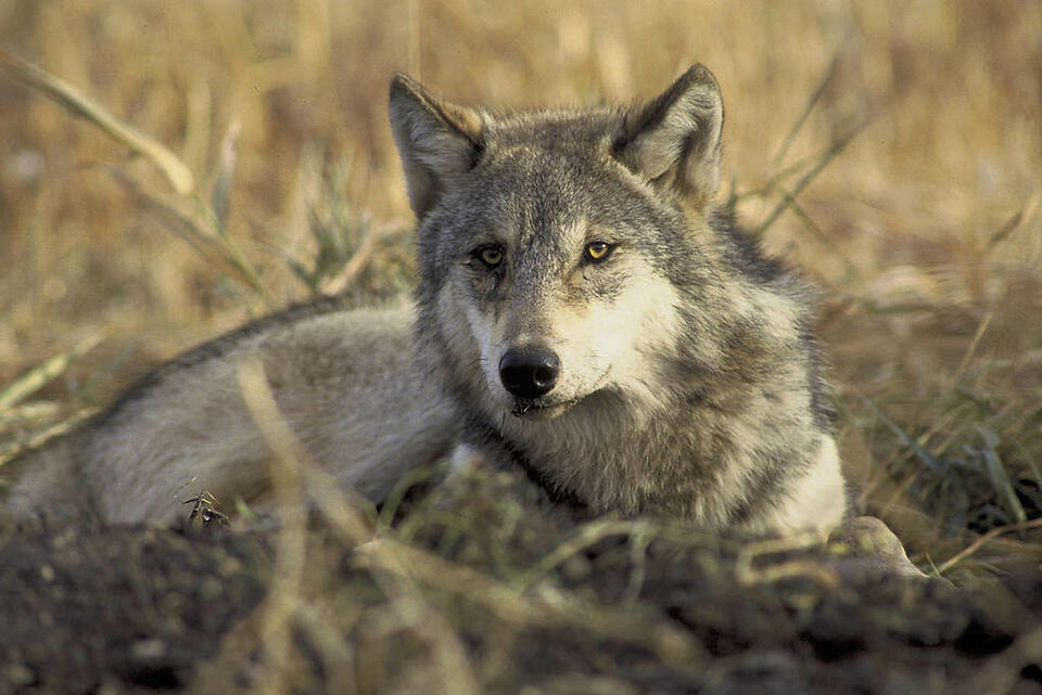 At Trump's order, U.S. Department of Agriculture asks Colorado to review state wolf policies, protection status