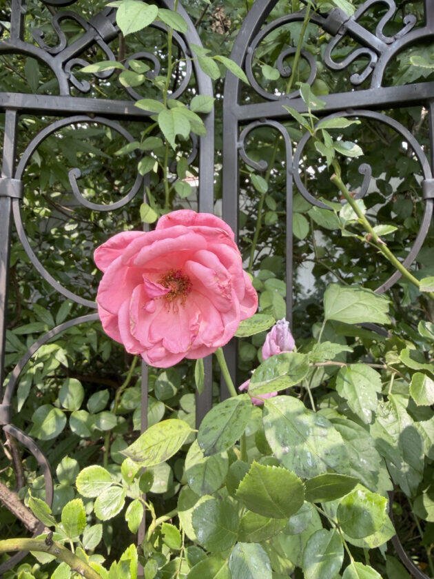 Garden tasks for late summer