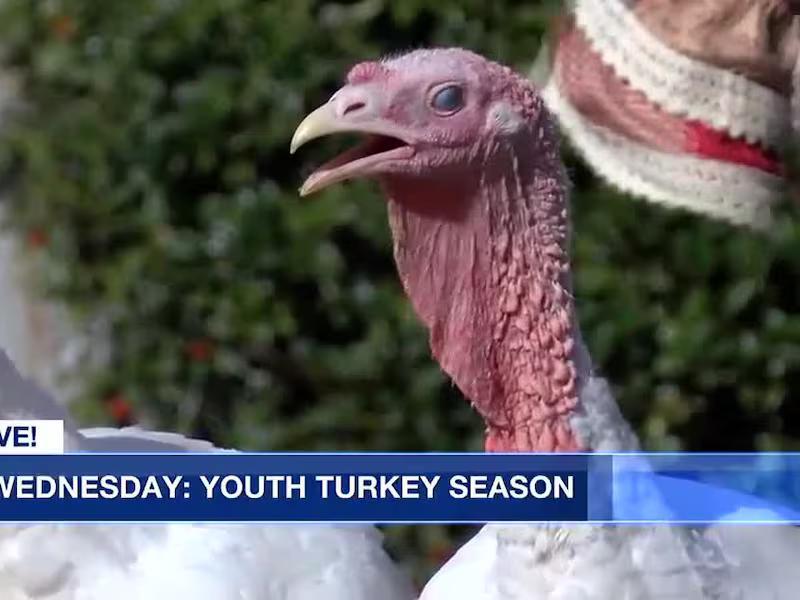 Wildlife Wednesday Youth turkey season