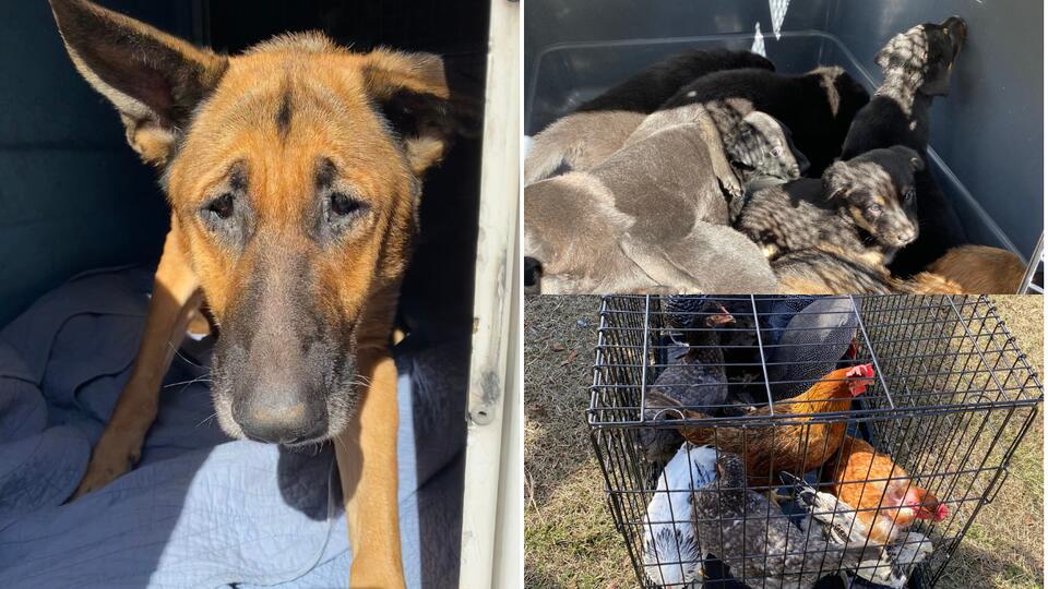 More than 100 dogs, puppies and birds rescued in Citrus County animal ...