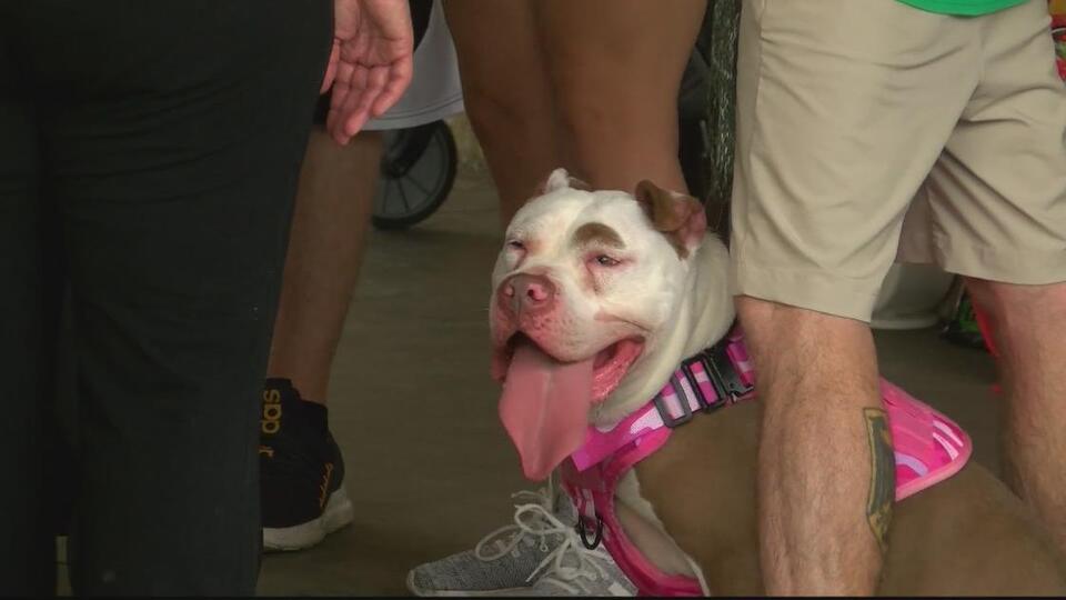 Did Pitbulls And Parolees Survive Hurricane Ida? Shocking Truth Revealed