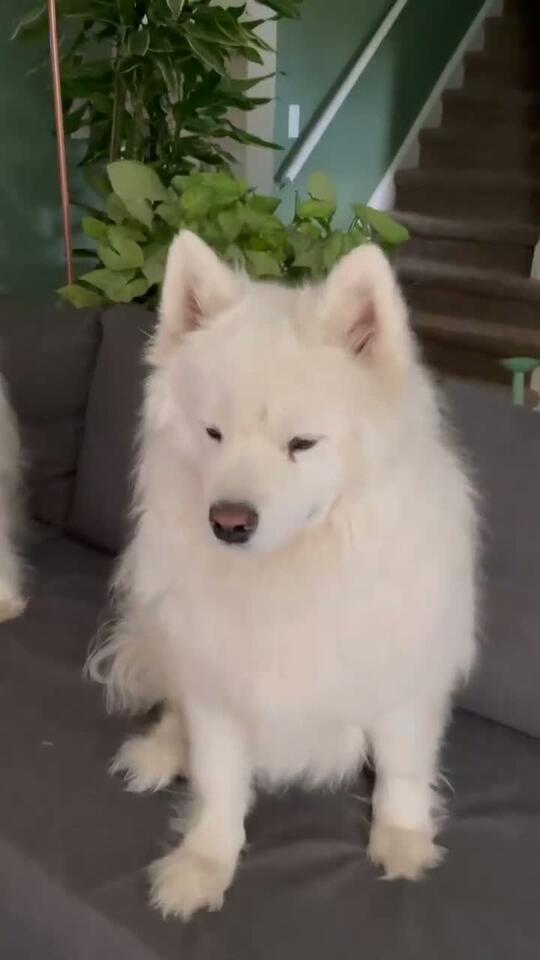 スピッツ Meekos weekly deep - groom! - NewsBreak