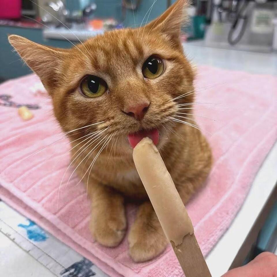 🐱 Sweet Milan Cats Ready to Join Your Family Today - NewsBreak
