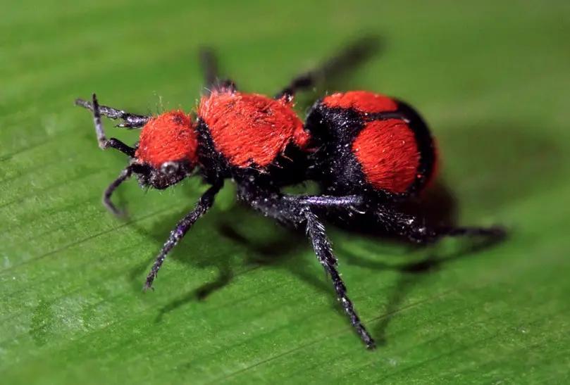 South Carolina Velvet Ant “Cow Killer”: What Residents Should Know ...