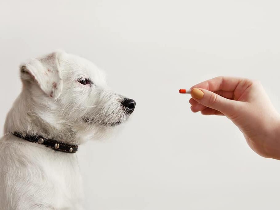 Galliprant Dosage Chart for Dogs Risks, Side Effects, Dosage, and More