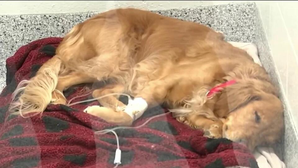 Veterinarian Shortage at ‘Crisis' Levels in Massachusetts - NewsBreak