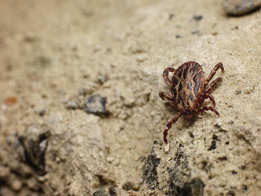 Dog Ticks are Absolutely Bananas Right Now. Just Scope This Video.