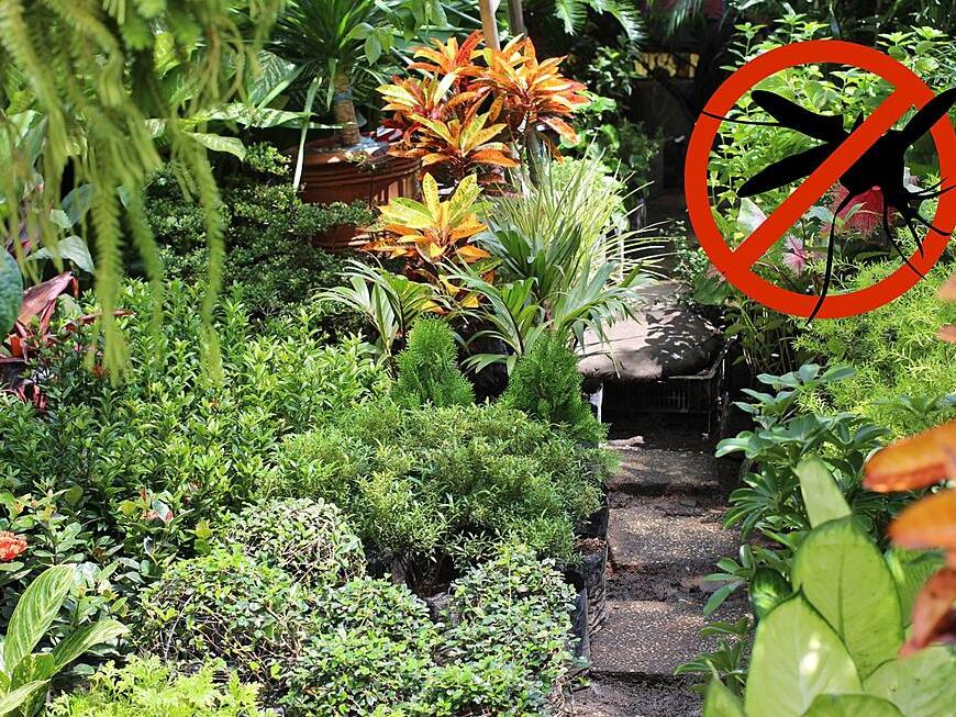 6 Plants to Keep Bugs Away in New York This Summer