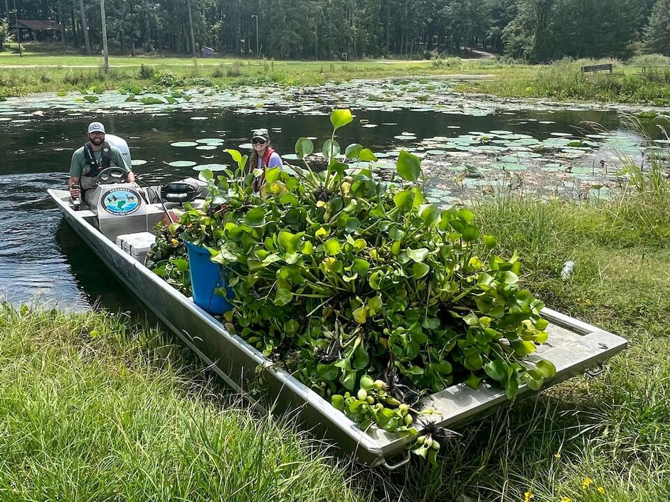 Early detection stops two alien invaders in their tracks, Lake