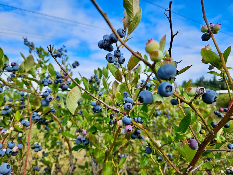U pick blueberry season ripens for 2025 NewsBreak
