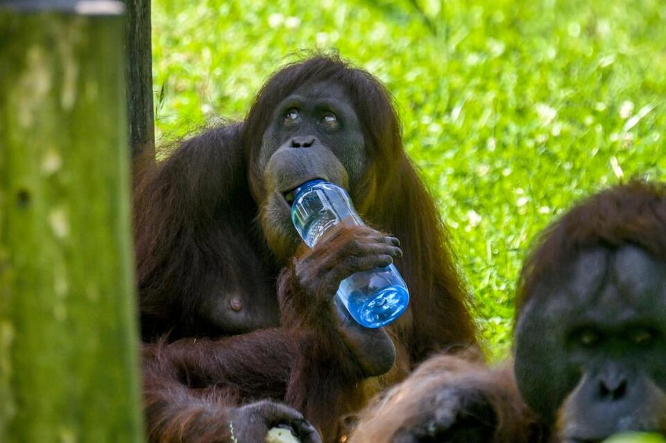 India launches trafficking investigation after five baby orangutans found abandoned in forest