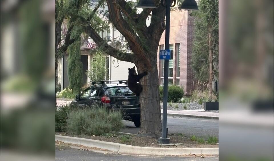 Spotted: Baby Bear Taking a Little Field Trip Into Boise