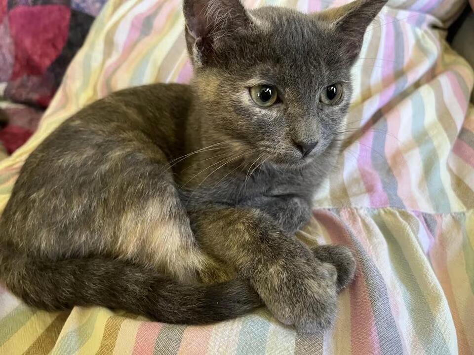 🐱 Sweet Richmond Cats Ready for Adoption Into Loving Homes - NewsBreak
