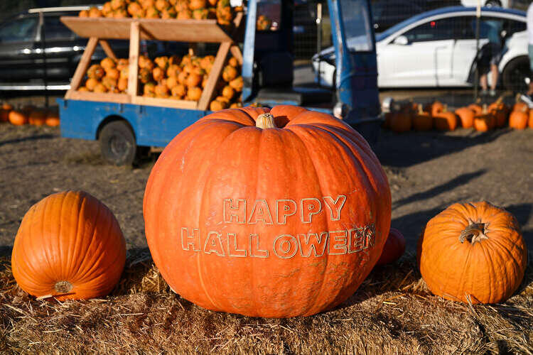 Corn mazes and Fright Nights: The Bay Area's best pumpkin patches