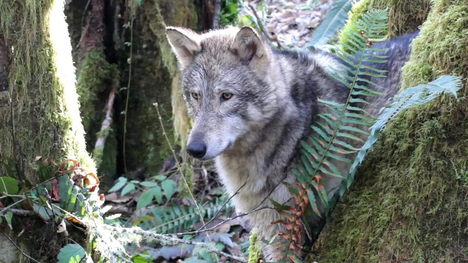 Quiet drive home turns unsettling after wolf appears near La Pine ...