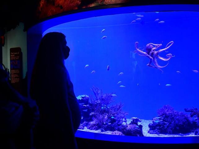 5 Wonderful Aquariums To Explore In Los Angeles 