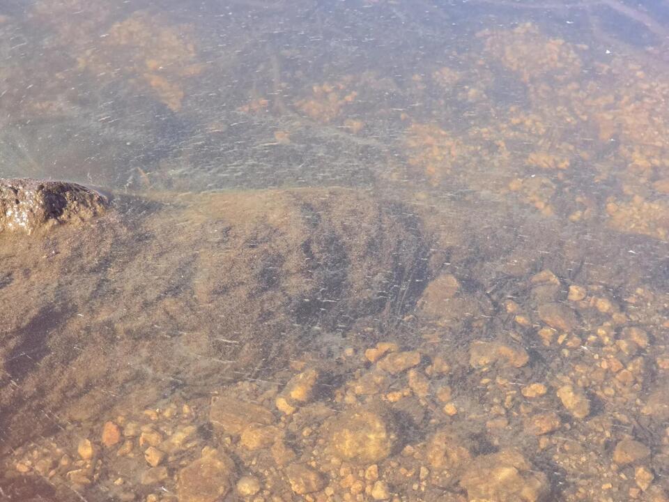 BOPU: Blue-green algae detected in West Causeway of Granite Springs ...