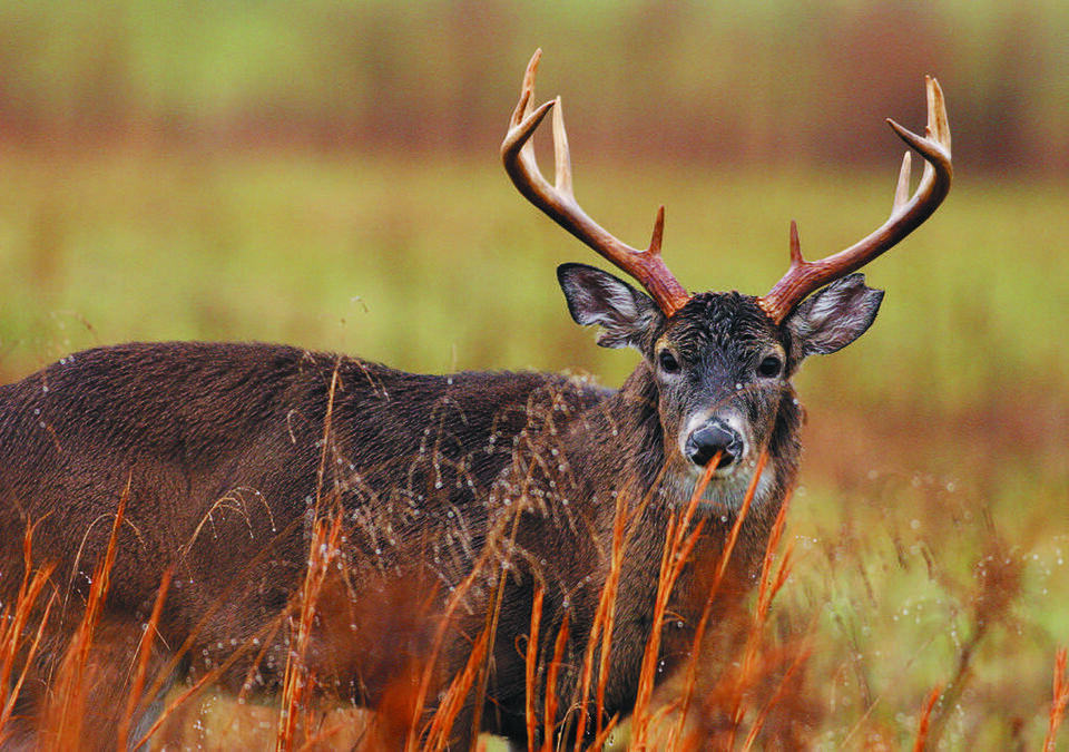 South Dakota wildlife officials offer hunting license refunds as deer ...