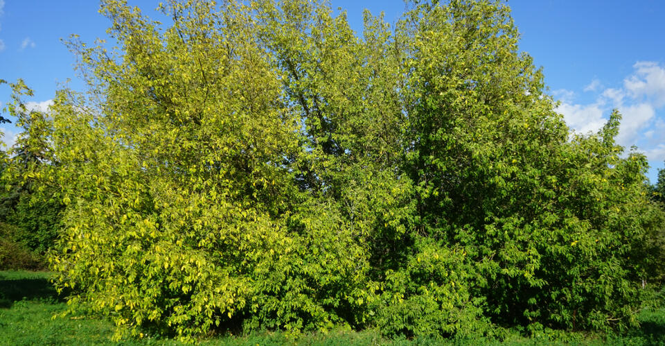 This Fast-Growing Ohio Native Tree Fills A Bare Fence Line Fast