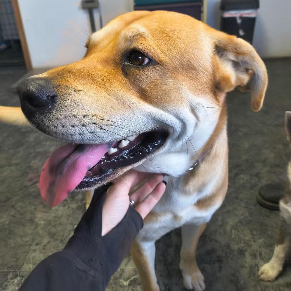 🐶 Playful Young Dogs Waiting for Adoption in Othello, WA - NewsBreak