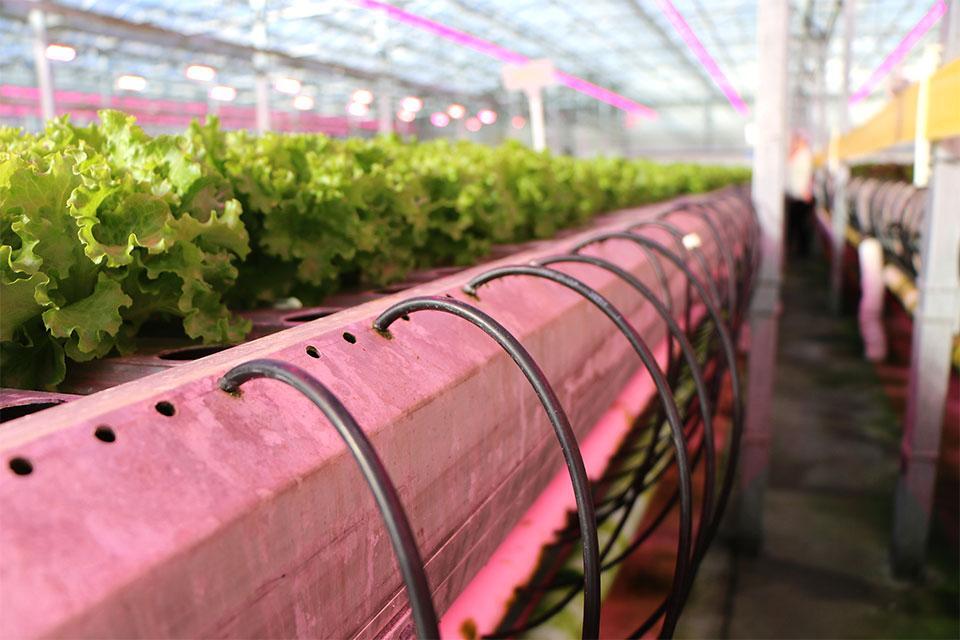 Where to Get Answers for Questions About Protected Crop Production