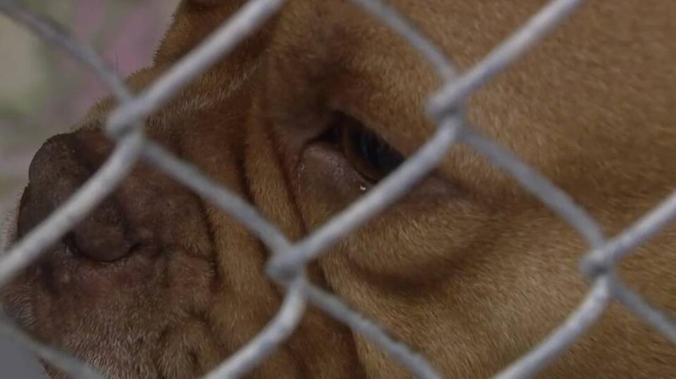 Florida heat can kill your dog: Here's what every pet owner needs to know