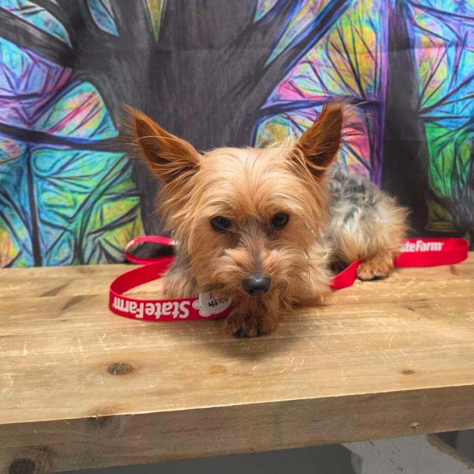 🐶 Playful & Loving Dogs Ready for Adoption in Normal, Illinois - NewsBreak