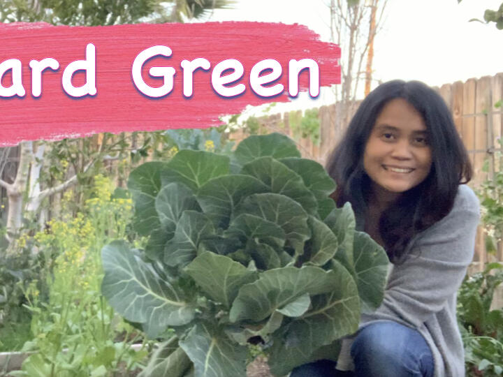 Growing and harvesting COLLARD GREENS
