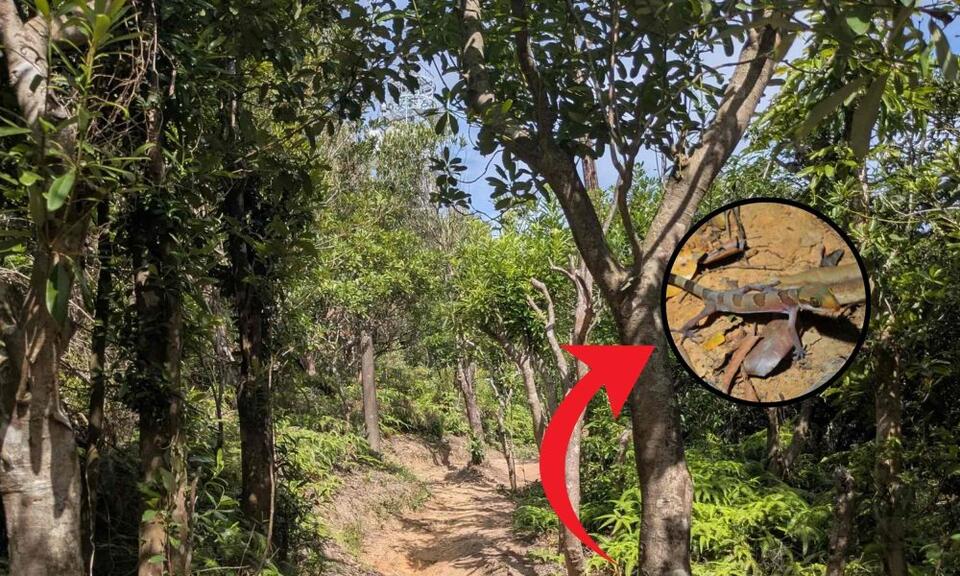 New species of gecko with curved fingers discovered in a dense forest ...