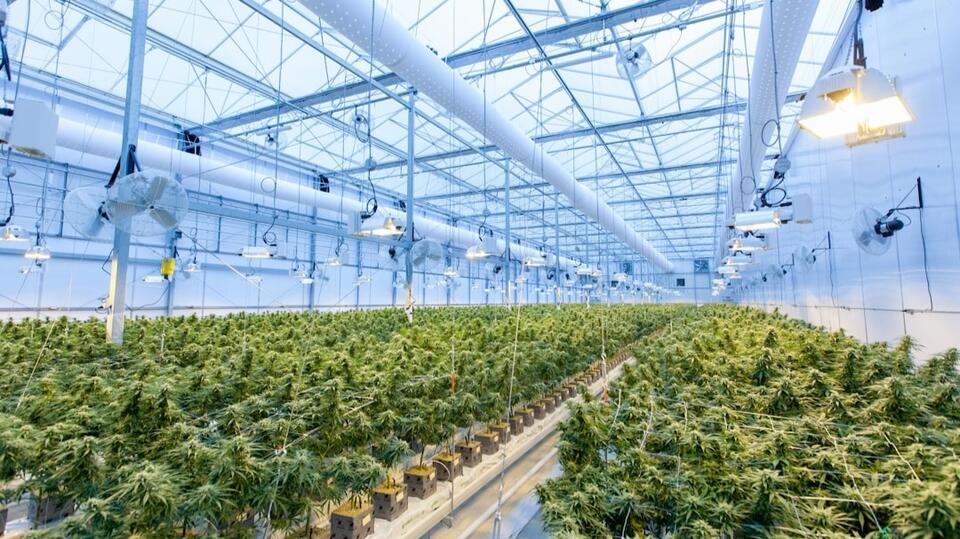 Marijuana’s funky odor and how to mask it