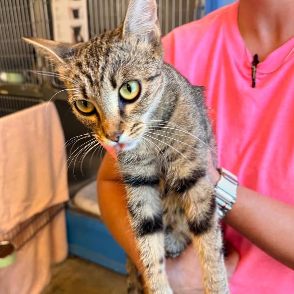 🐱 Gentle, Curious Cats Waiting for Adoption in Corinth, MS - NewsBreak