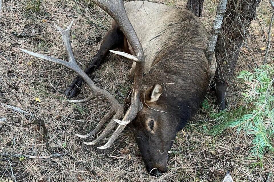 Oregon State Police Elk Poaching Investigation Underway After Trophy ...