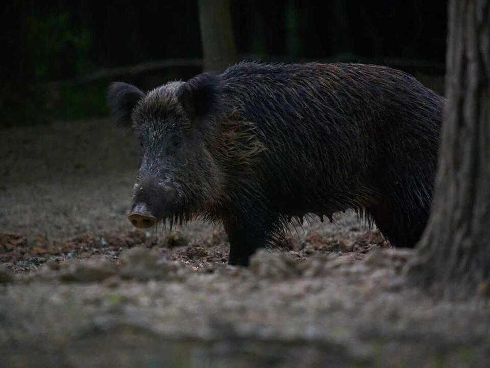 Feral Hogs in Wisconsin Where Do They Live and Are They Dangerous?