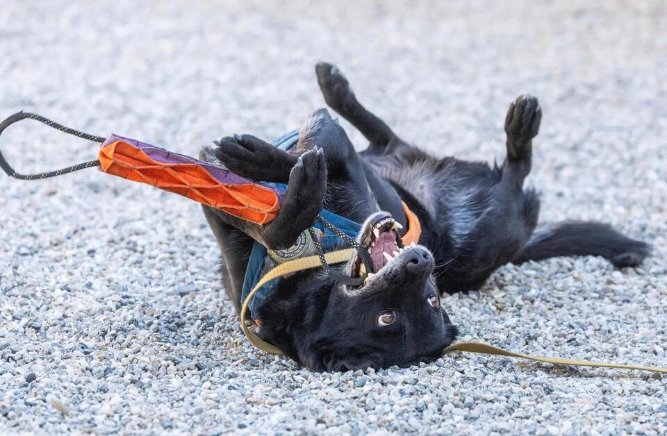 This California highway keeps killing wildlife. Enter the poop-hunting ...