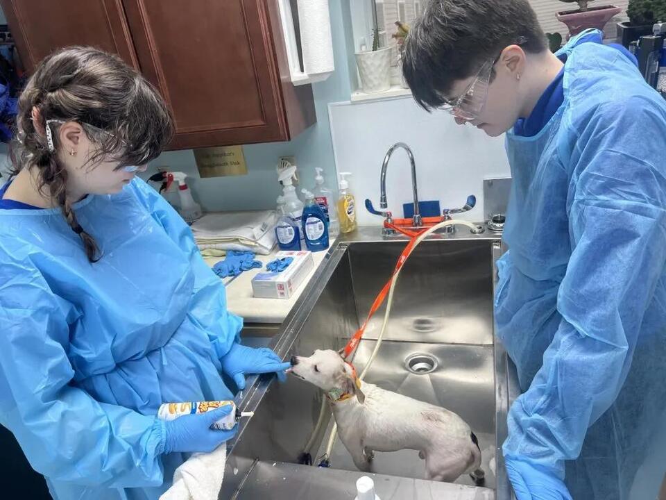 Centre County PAWS Caring For Dozens Of Dogs Removed From Home ...